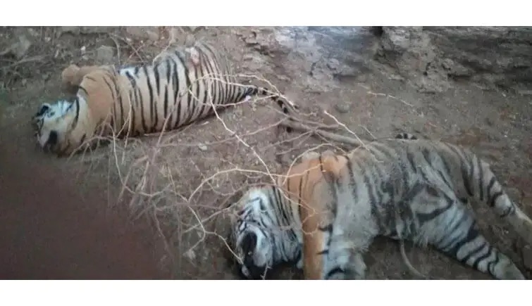নৈনিতালে সংরক্ষিত অরণ্যে দুই বাঘের দেহ উদ্ধার, সংঘর্ষেই মৃত্যুর প্রাথমিক অনুমান